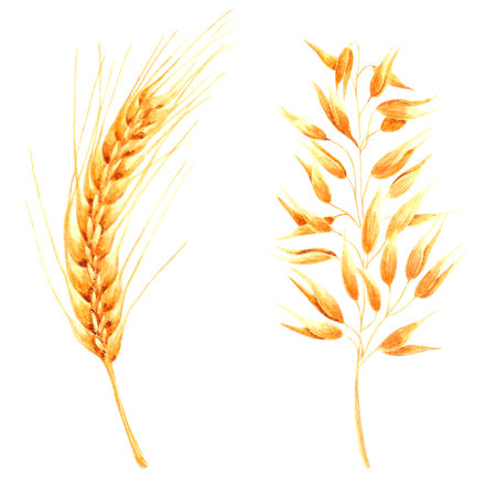 Hand drawn watercolor yellow dry wheat spike on white background. Scrapbook design, typography poster, label, bannerの写真素材