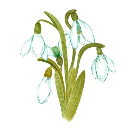 Hand drawn watercolor snowdrop flowers and leaves composition on white background. Can be used for textile, Scrapbook design, banner, greeting card, invitationの写真素材