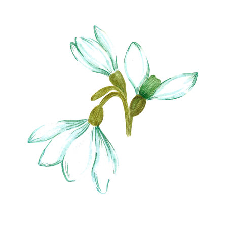 Hand drawn watercolor snowdrop flowers and leaves composition on white background. Can be used for textile, Scrapbook design, banner, greeting card, invitationの写真素材