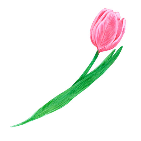 Hand drawn watercolor pink tulip on white background. Can be used for Scrapbook, post card, textile, invitation, albumの写真素材