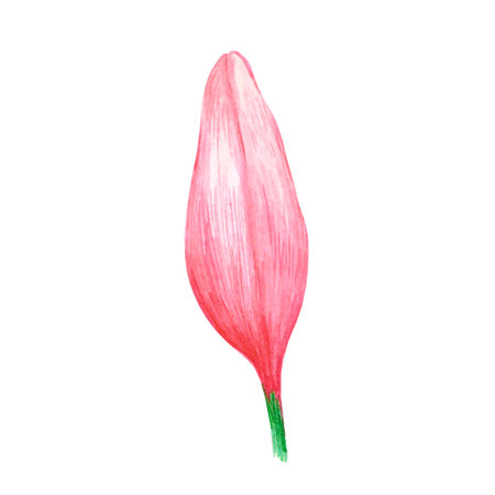 Hand drawn watercolor pink tulip bud on white background. Can be used for Scrapbook, post card, textile, invitation, albumの写真素材
