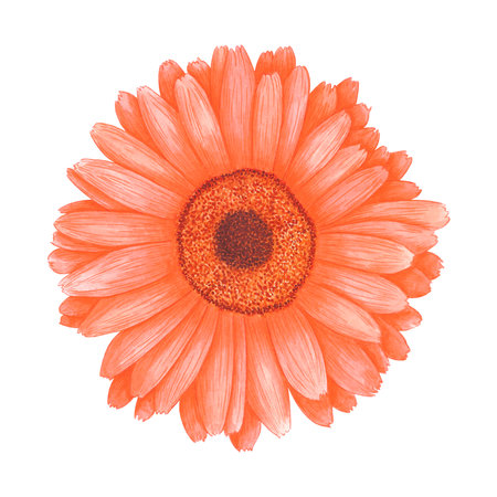 Hand drawn watercolor orange calendula flower isolated on white background. Can be used for label, print, banner and post cardの写真素材