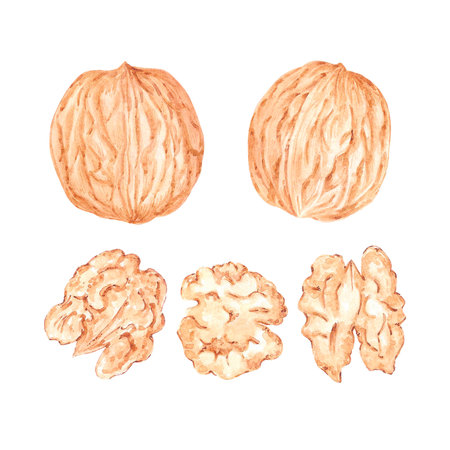 Hand drawn watercolor walnut isolated on white background. Can be used for card, label, banner and...