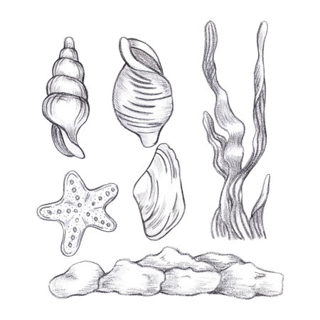 Hand drawn black pencil set of seashells and seaweed composition isolated on white background. Marine illustration can be used for card, label, invitation and other printed productsの写真素材