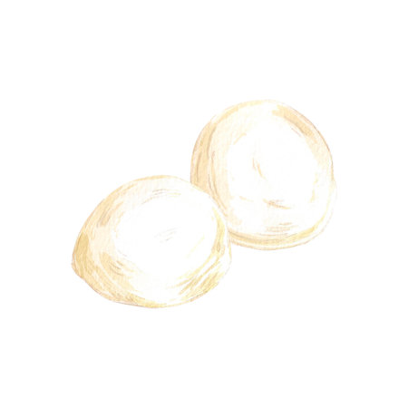Hand drawn watercolor mozzarella balls isolated on white background. Can be used for postcard, label, scrapbook and other printed productsの写真素材