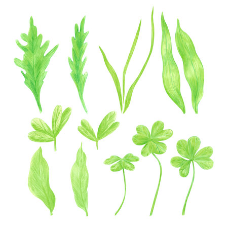 Hand drawn watercolor wildflower leaves. Flower of the field set of leaves isolated on white background. Can be used for postcard, label, scrapbook and other printed productsの写真素材
