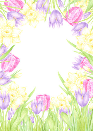 Hand drawn watercolor daffodil crocus and tulip with green leaves postcard frame border isolated on white background. Can be used for postcard, invitation, scrapbook and other printed productsの写真素材