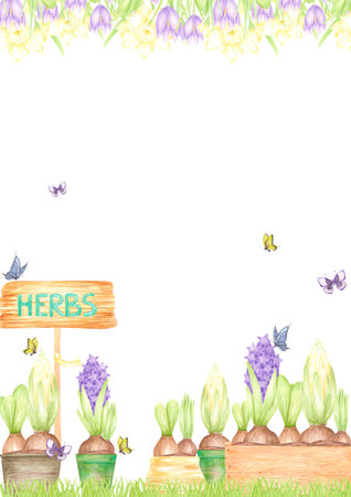 Hand drawn watercolor blooming hyacinth bulbs and butterflies, garden postcard frame border isolated on white background. Can be used for postcard, label, scrapbook and other printed productsの写真素材