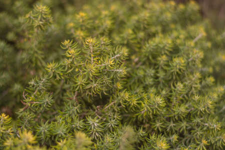 green conifer background