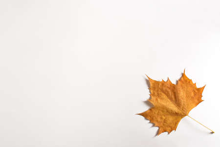 Leaf on white background. Closeup detailed yellow leaf.