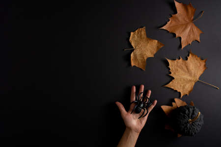 Orange pumping on black background with leaves and black pumping.  Hand with spider. Aesthetic copy space bacground.の写真素材