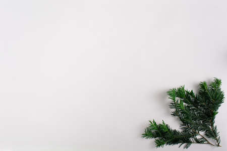 Fir branch on white background.