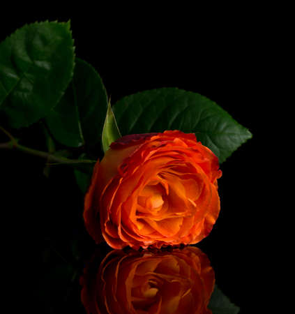 Still-life with a rose on a dark background. Rose with reflection.の写真素材