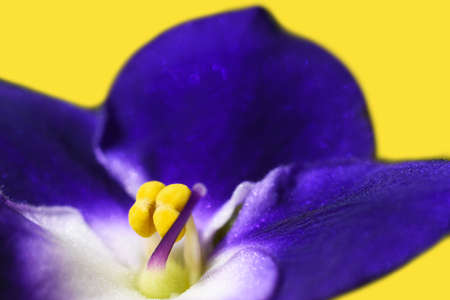 Young flower violet, nature, cleanliness, hygiene, youth, , smell, beauty, purple, background, intimate area, isolateの写真素材