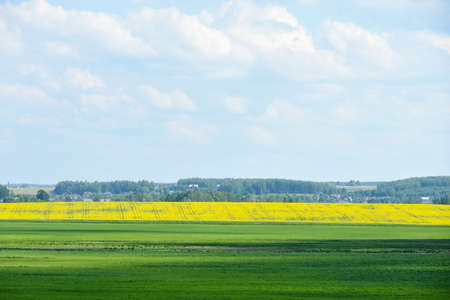 Landscape of the spring meadow and the yellow rape field on the background of the villageの写真素材