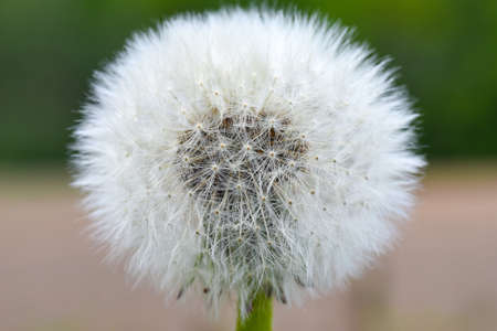 White dandelion against the background of a field