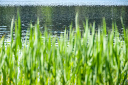 Green tall grass grows against the background of lake water in summer, background, copy spaceの写真素材