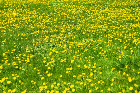 Field with yellow dandelions, summer, nature, backgroundの写真素材