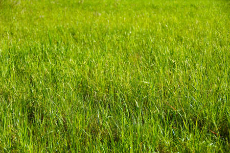 Landscape green grass on the field in the sun, background, summer