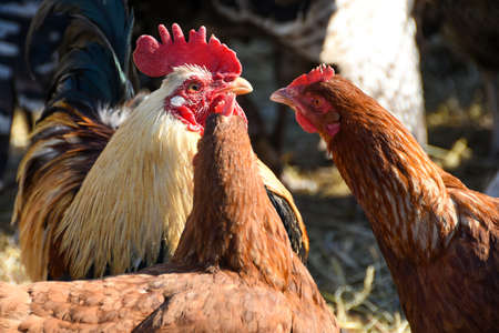 Farmer courtyard cock and chicken talking