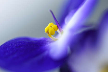 Macro flower violet close-up on a light backgroundの写真素材