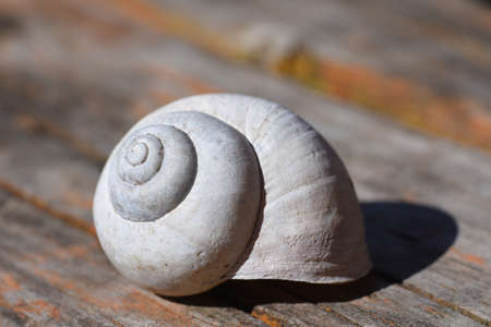 Background of the abandoned shell of a forest snail in the open air