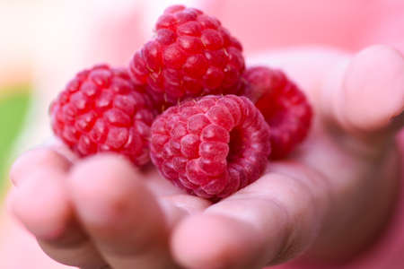 Berry raspberries in a childrens hand close-up in a field