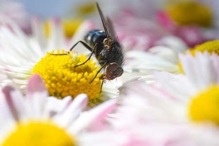 The insect sits on yellow flowers. The wasps feed on pollen. Macro - flying insect