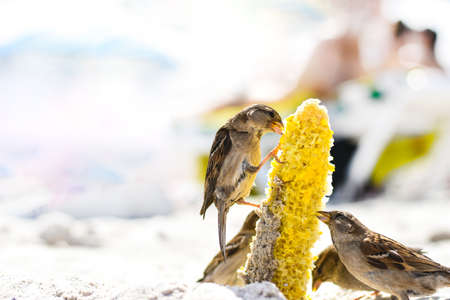 Birds of sparrows eat corn plant seeds on a sunny beach. Garbage was thrown out by people. Sea beach