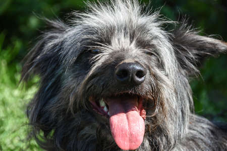 Street groomed dog with long hair walks in the park with open mouth