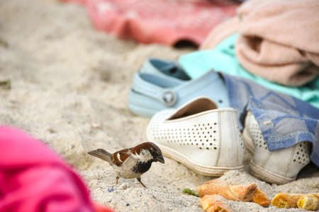 Birds of sparrows eat on a sunny beach. Garbage was thrown out by people. Sea beachの写真素材