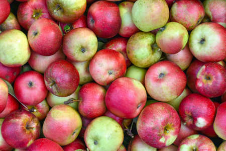 Home background of autumn red and green apples of farmerの写真素材