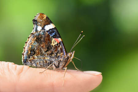Beautiful butterfly sitting on the hand. The sun shines. The butterfly folded its wings and clings...