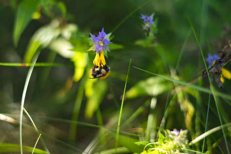 Bumblebee hangs on yellow flower upside down and eats pollen on meadowの写真素材