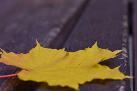 Fallen yellow maple leaf on a park bench, autumn season, closeup