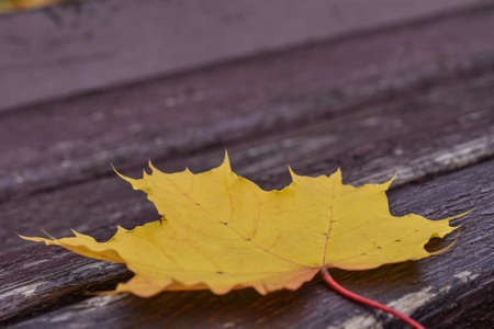Fallen yellow maple leaf on a park bench, autumn season, closeup