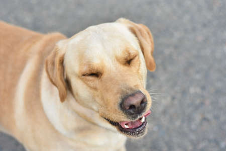 Funny dog Labrador laughs with closed eyes and open mouth on the street