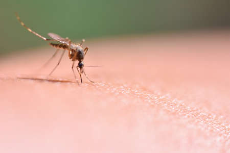 Mosquito sits on human skin and drinks blood, close upの写真素材
