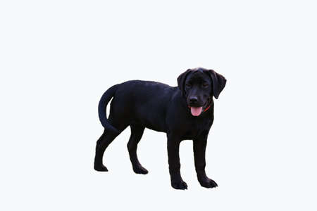 Isolated young black dog labrador terrier on a white backgroundの写真素材