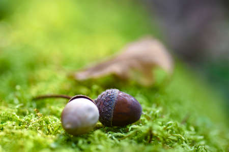 Two acorns fallen from oak lie on the moss in the forest, copy paste