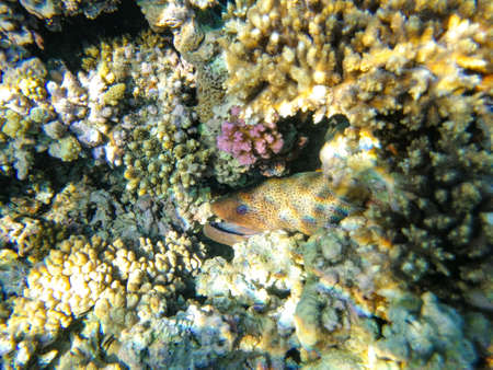 Moray eels in coral reef