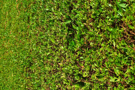 Background wall of green leaves shrubs