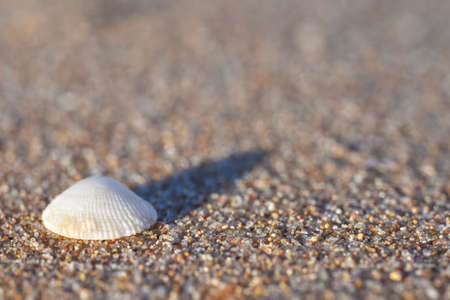 Close up of seashell on the sand of the sea sunny evening, copy Spaceの写真素材