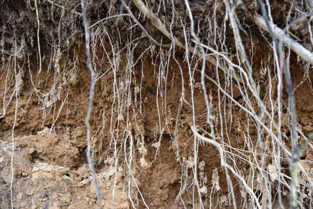 Root of tree growing throw ceiling of sewer tunnel.の写真素材