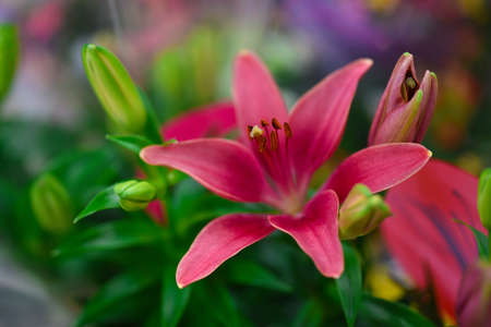 Flower scarlet lily background.の写真素材
