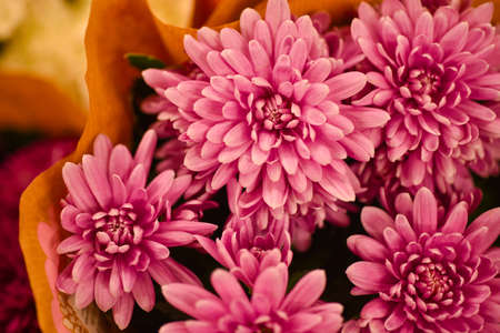 Gift bouquet of flowers of scarlet chrysanthemums