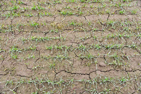 Soil erosion after snow melt in spring.
