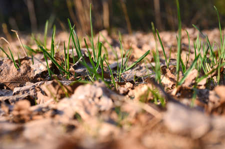 Young green grass grows through dry leaves.の写真素材