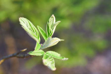 Young green leaves grow from the buds in spring, copy space.の写真素材