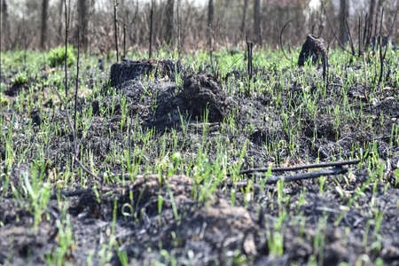 Green grass grows in the forest after a fire.の写真素材